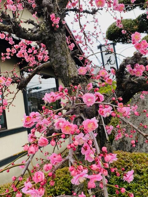 春よ来い(∩´∀｀)∩